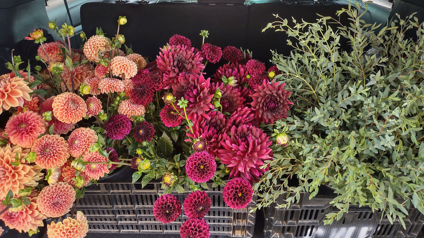 Hollyhill Black Beauty