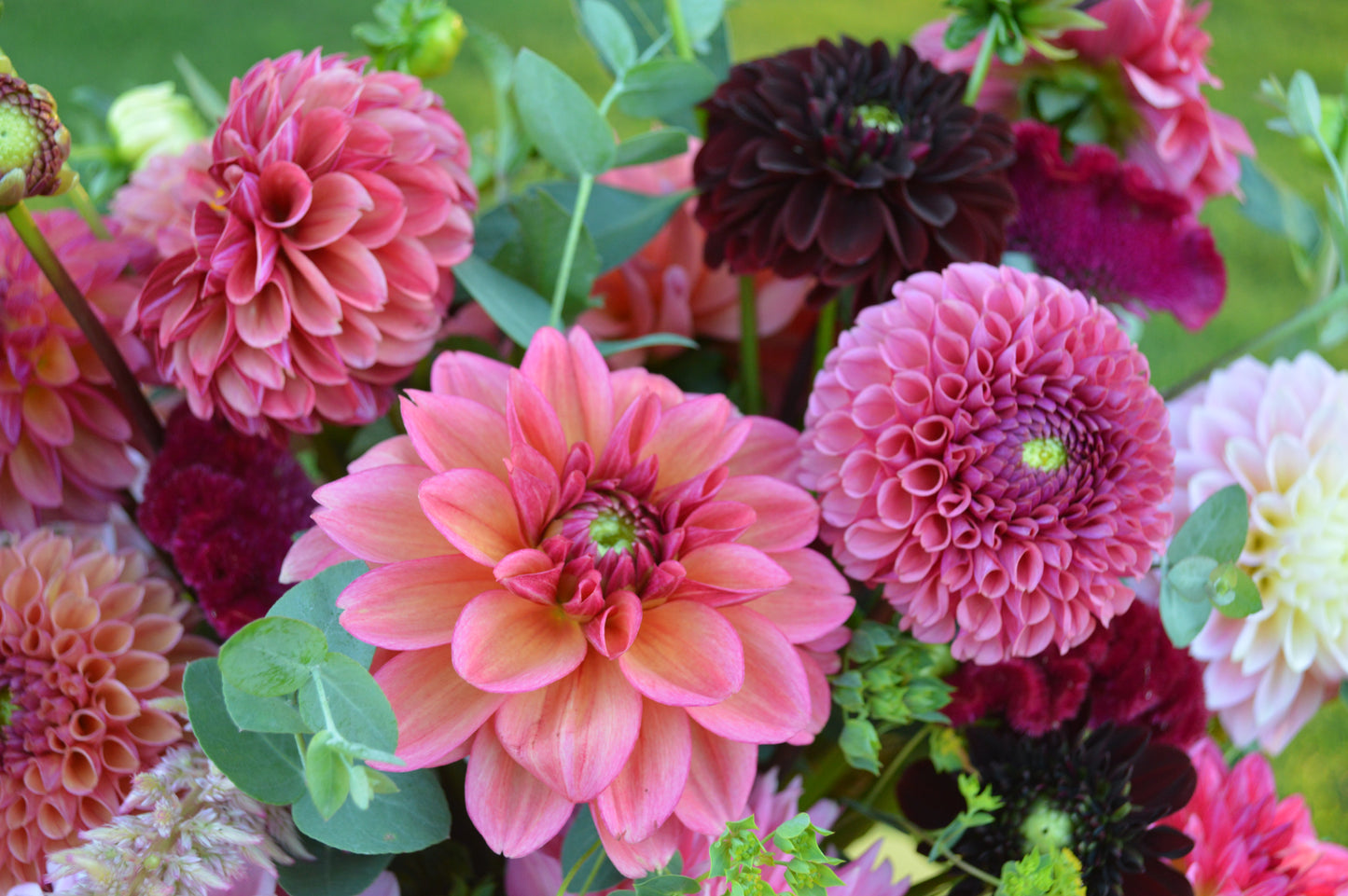 Mystery Grab - 5 Tubers